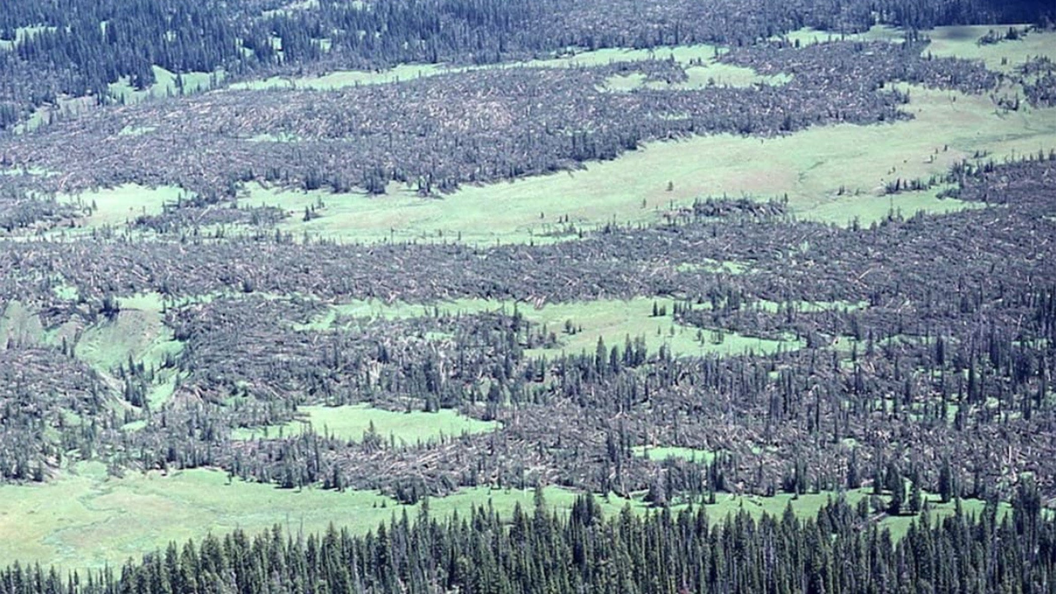 Trees blown down in the Bridger-Teton National Forest.