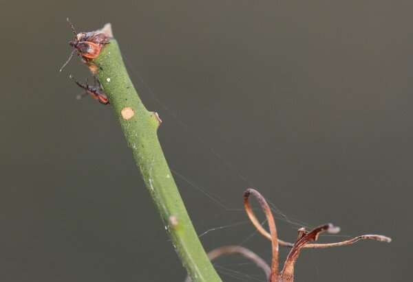 Taking a hike? Remember, it’s deer tick season