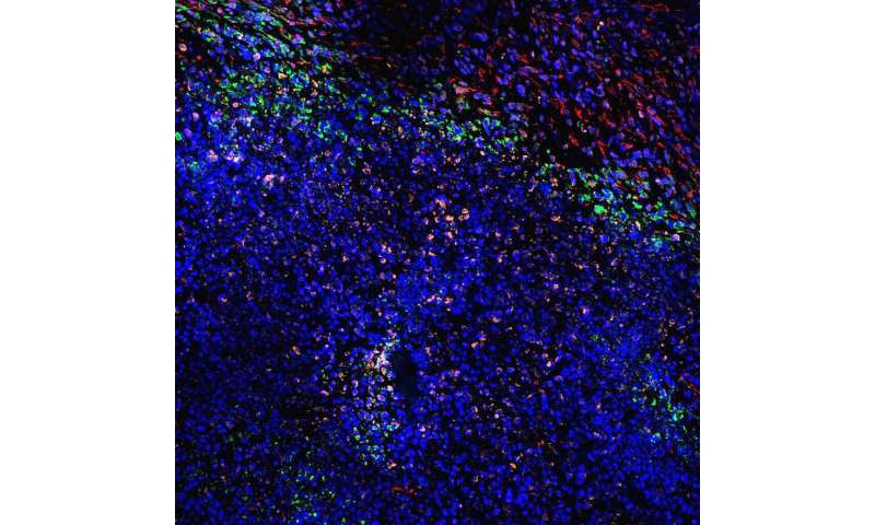 Particles released by red blood cells are effective carriers for anti-cancer immunotherapy: Singapore study