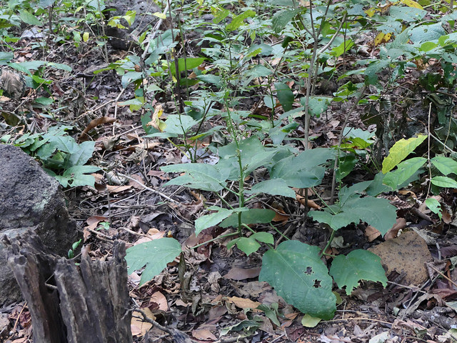 Baliospermum solanifolium (Burm.) Suresh