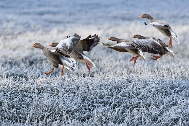 gray geese photo credit hansbenn via Pixabay