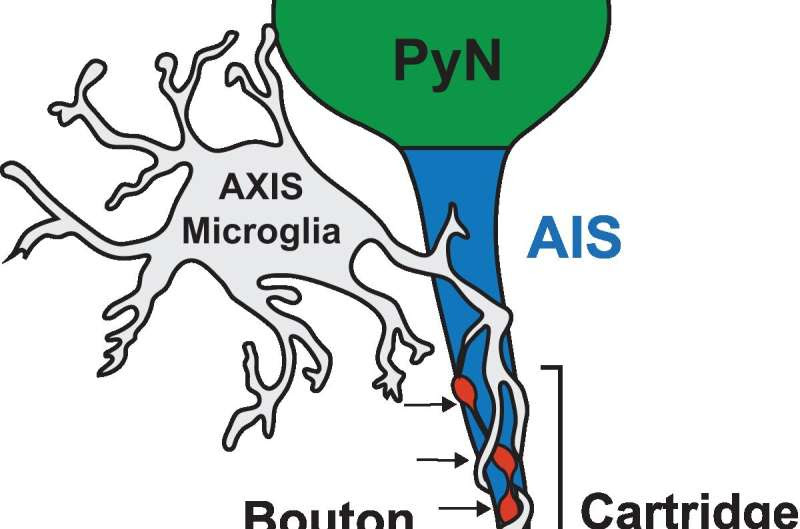 Uncovering how immune cells nurture brain connections