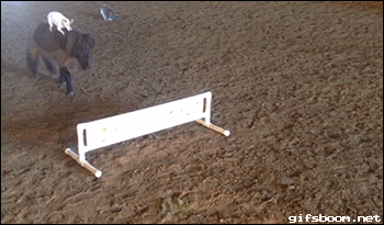 funny-animated-gifs-onward-my-faithful-steed