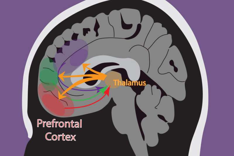 How the brain deals with uncertainty