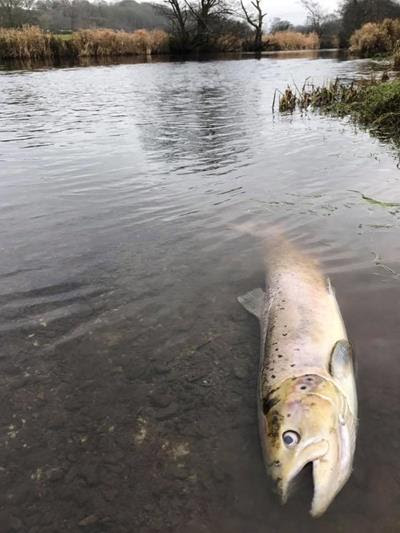 The pollution incident on the River Teifi in Wales has killed hundreds and possibly thousands of fish, including salmon and sea trout.