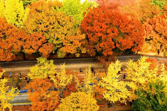Những đường cây mùa thu đẹp nhất thế giới - Ảnh 3.