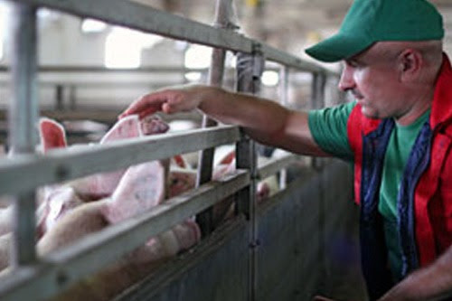 man petting pigs