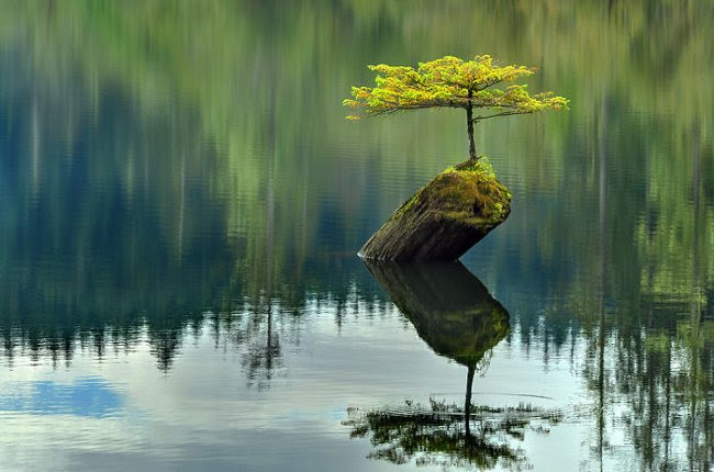 Dù chỉ sống trên một khúc gỗ mục trôi nổi nhưng lại mang dáng bonsai nghìn tuổi