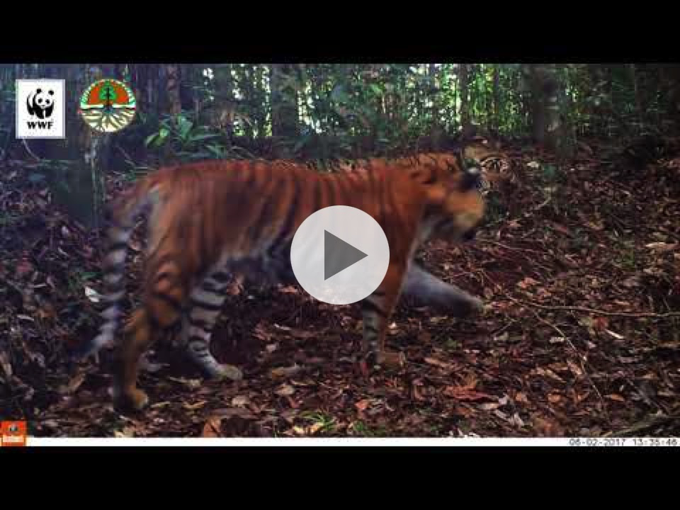 Camera Trap - Sumatra