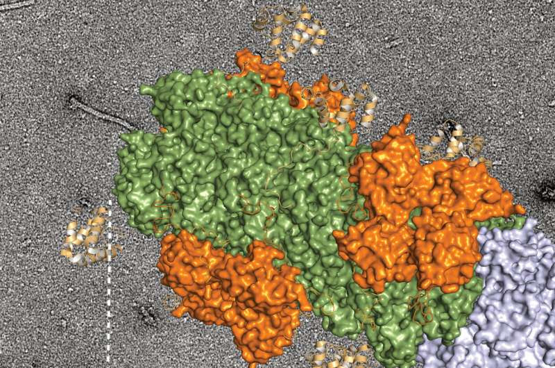 "Growing end" of inflammation discovered