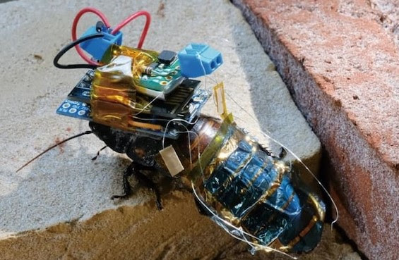 Cyborg cockroach