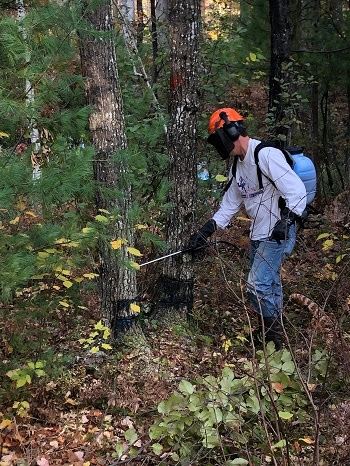 a man wearing a light blue shirt, orange hard hat, a mask and a backpack, uses a spray wand to trial a new method to stop oak wilt disease