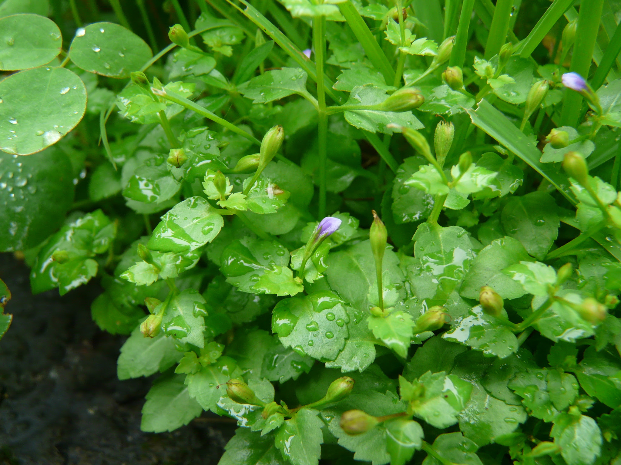 Torenia crustacea (L.) Cham. & Schltdl.