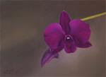 Purple Dendrobium Orchid - Posted on Sunday, November 23, 2014 by Faith Te