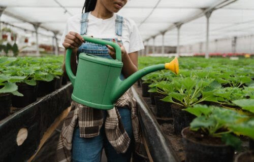 greenhouse plants