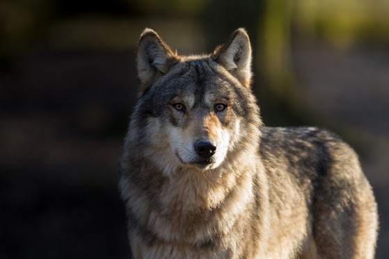 A gray wolf stares at the camera. 