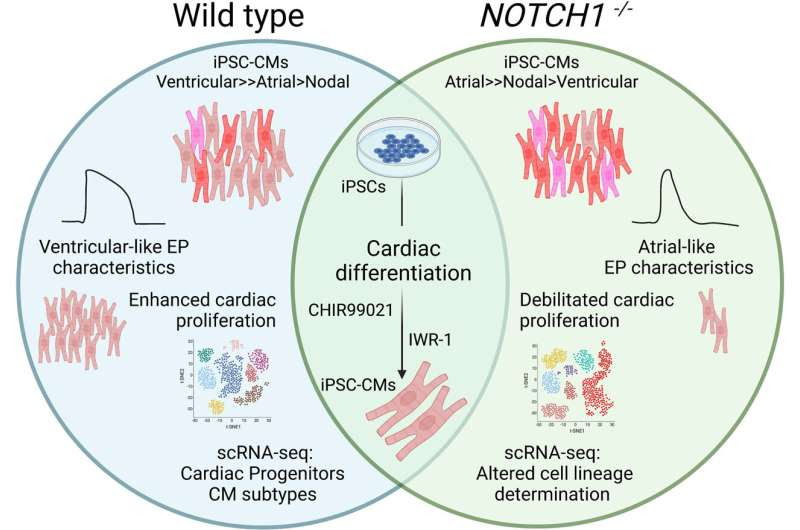 New insights into the role of the NOTCH1 gene in congenital heart defects