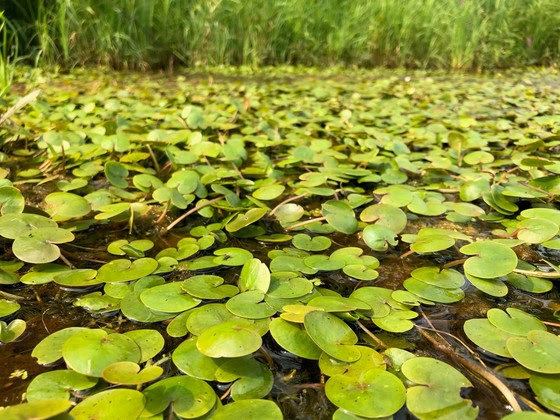 European frogbit, known for its petite lily pad-like leaves and elusive white flower was discovered in Wisconsin for the first time.