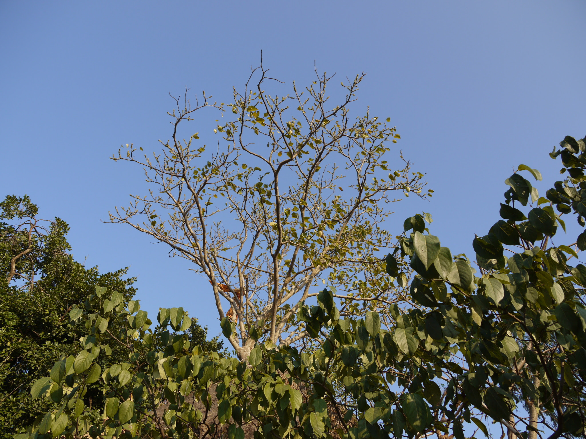 Ficus arnottiana (Miq.) Miq.