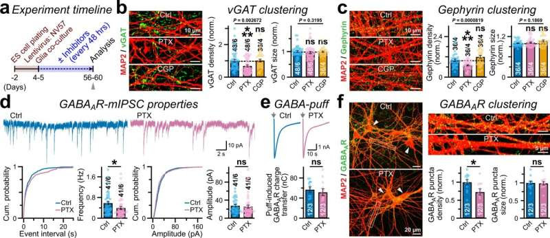 Biochemists use enzymes to change how brain cells communicate with each other