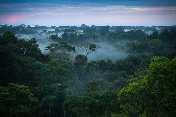 The Amazon rainforest Credit Brazilian Things
