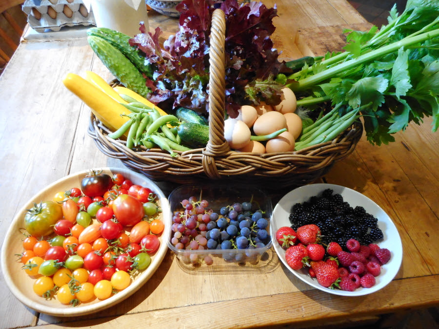 A small selection of just some of the produce currently available from the polytunnel.  It's a sumptuous feast for the eyes, the body and the brain!