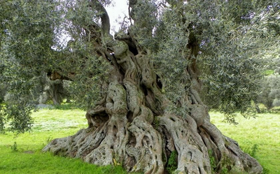 ulivi secolari per la produzione di Olio extravergine d'oliva terre di calabria