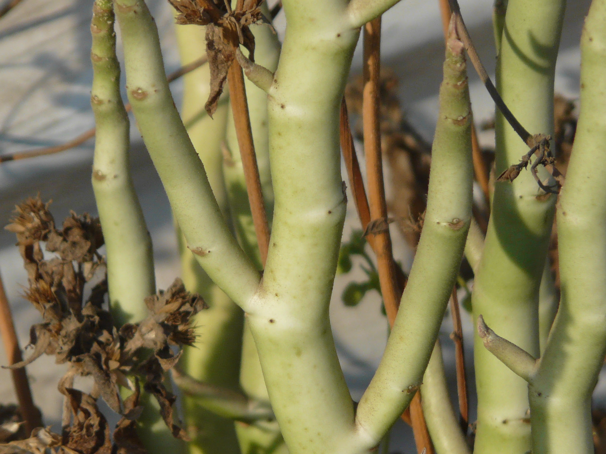 Euphorbia tithymaloides L.