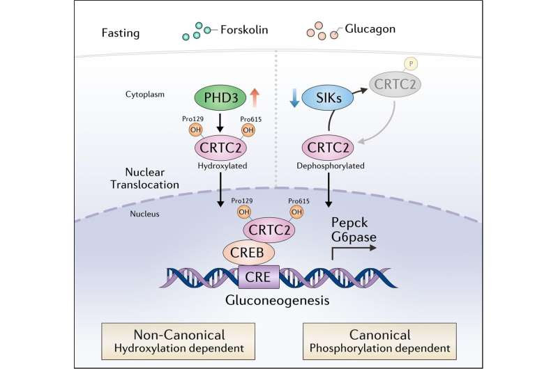 Researchers identify novel mechanism of hepatic gluconeogenesis via PHD3-mediated hydroxylation of CRTC2