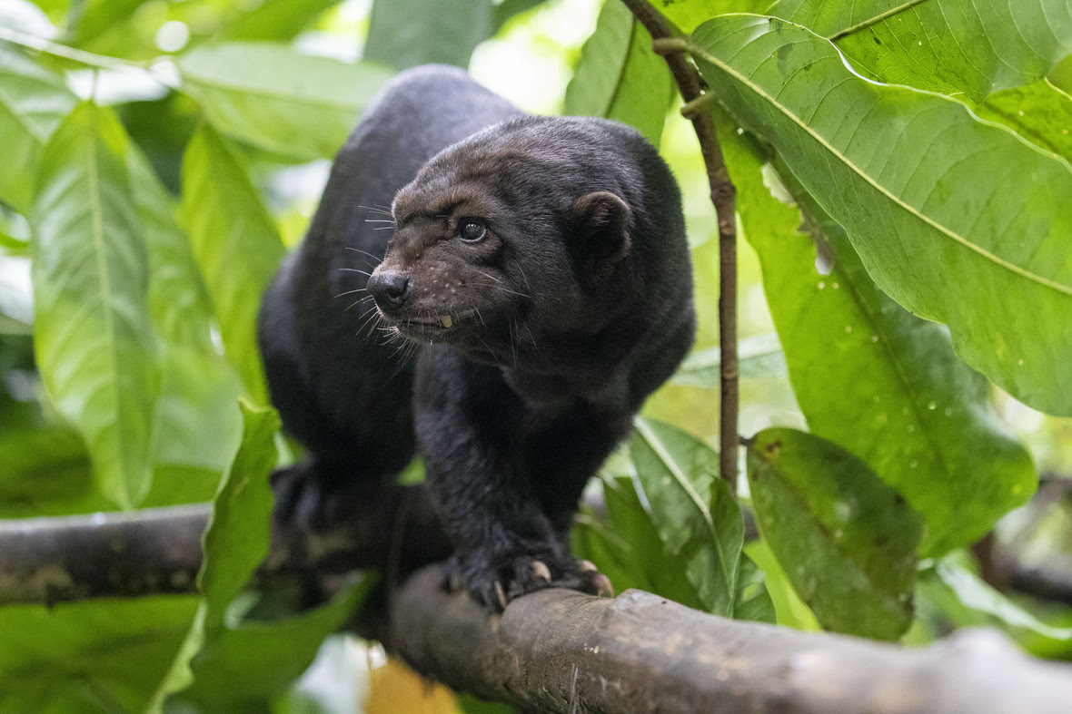 Black tayra approaching camera, looking off to the side