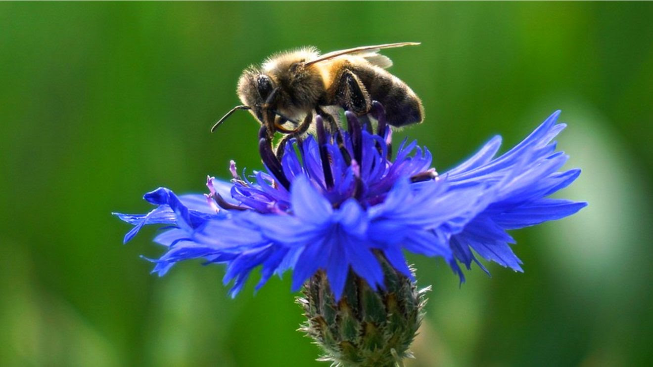 How Do You Attract Rare Birds and Bees to Your Garden? Add Rare Plants Cornflower-1320x743