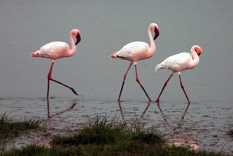 File:Lesser-flamingos.jpg