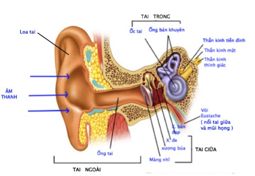 tai.jpg (525×362)