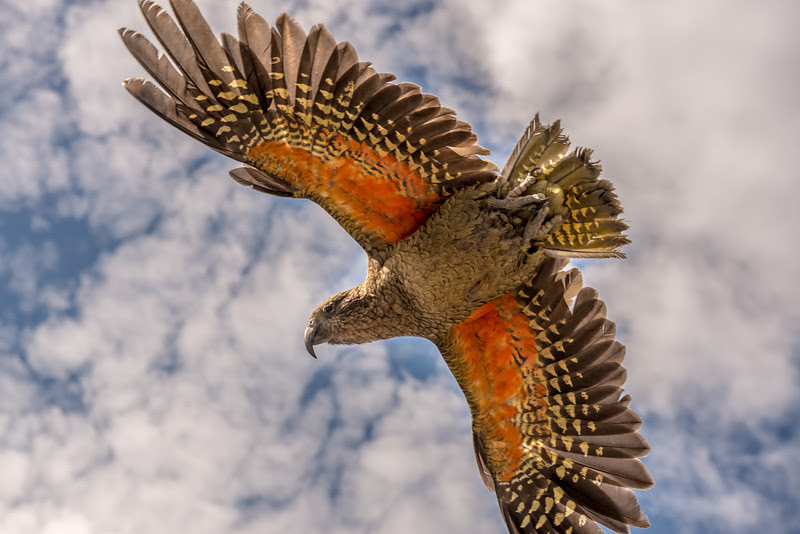 http://www.southernalpsphotography.com/Wildlife/New-Zealand-birds/Kea-Buchanan-Peaks/i-f7M5bM9/0/L/Buchanan%20Peaks%20207-L.jpg