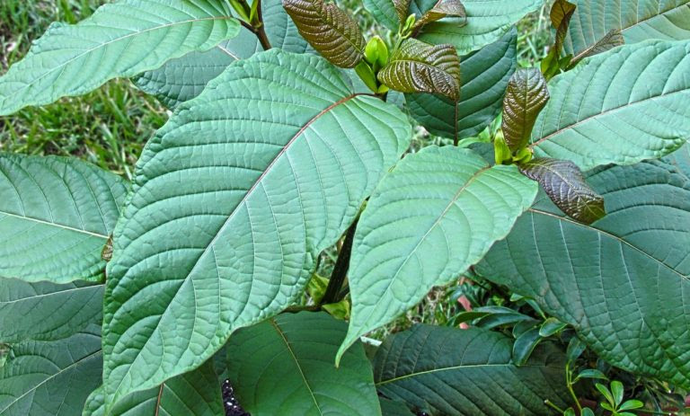 BOOM: Big Pharma’s Patents on Kratom Alkaloids Expose the REAL Reason DEA Is Banning This Plant