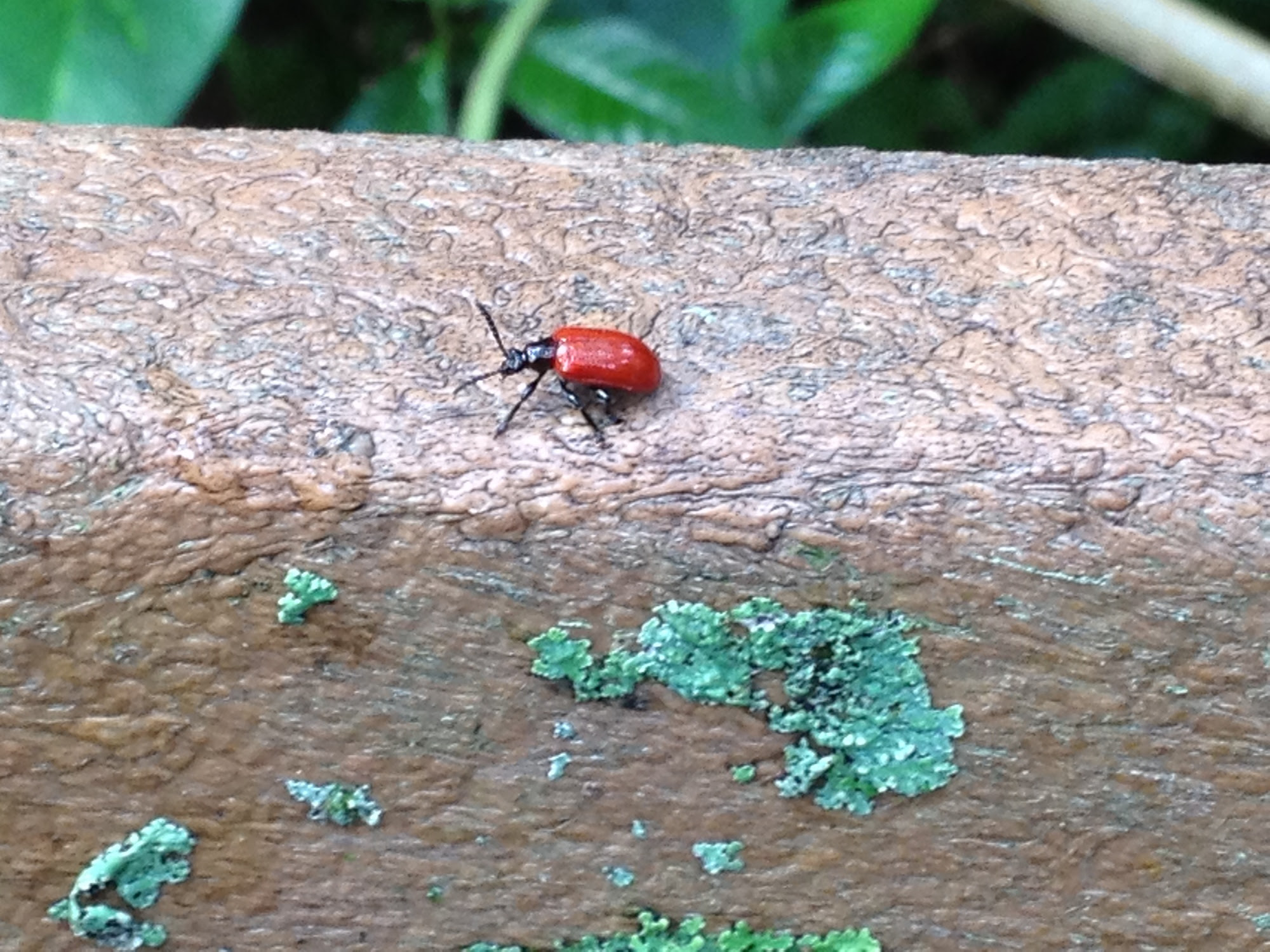 air potato leaf beetle air potato leaf beetle