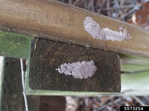 Spotted lanternfly egg mass