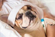 Tos de las perreras, cuidados del  perro con gripe