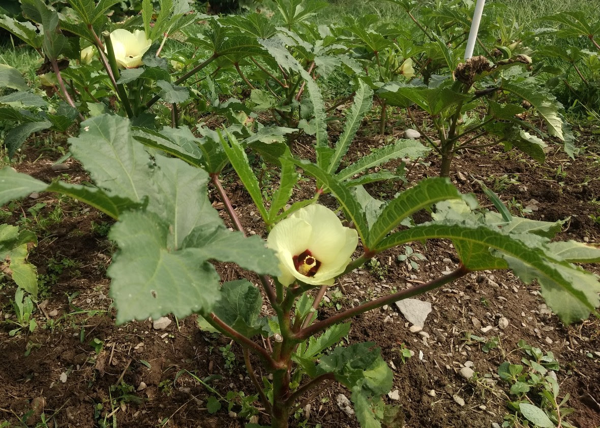 okra