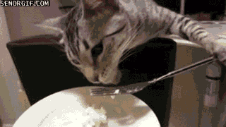 Kitten Wtf GIF by Cheezburger - Find & Share on GIPHY