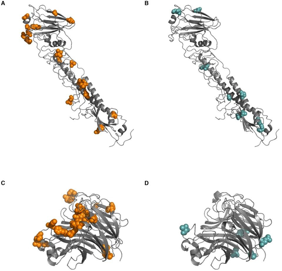 Figure 3. Sites of (A) nonsynonymous and (B) synonymous within-host mutations are shown on an HA crystal structure. Sites of (C) nonsynonymous and (D) synonymous within-host mutation are shown on an NA crystal structure.