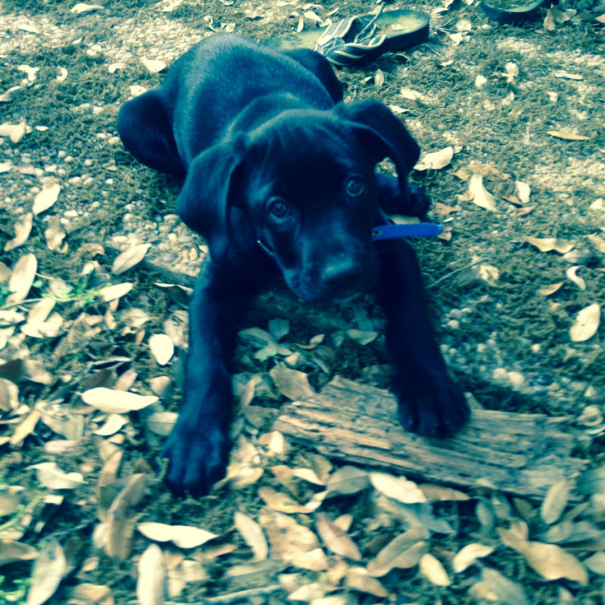 Labradane - Black Lab & Great Dane