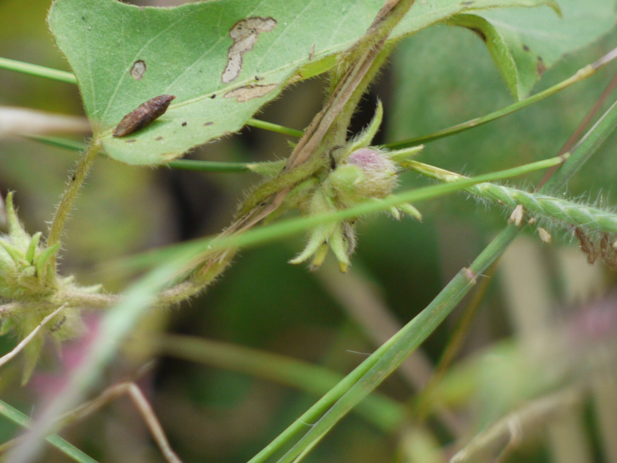 Ipomoea eriocarpa R.Br.