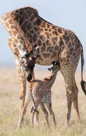 Giraffe-Nursing