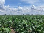Casterra scores $2.2M of POs to supply castor seeds for African territories