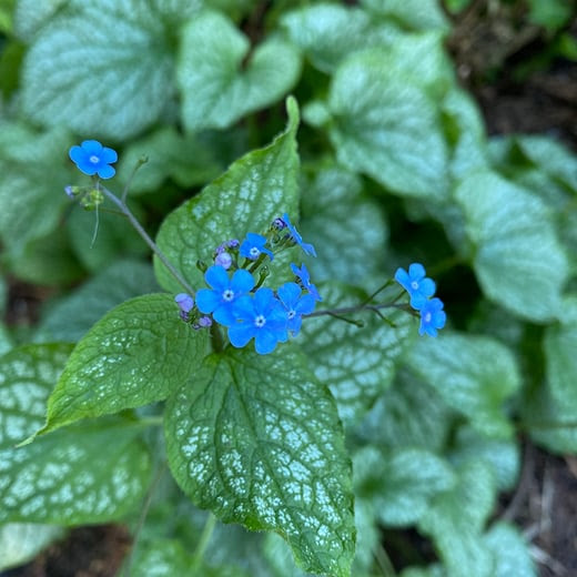 Herbaceous pernnial plant with green leaves and small blue flowers