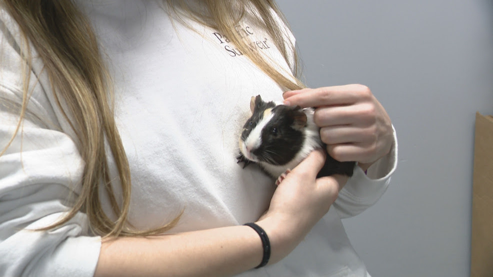  Rumford Pet Express showcases guinea pigs brought to the RISPCA