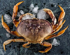 New Recreational Crab Regulations