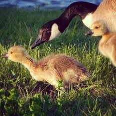 mother goose with two goslings