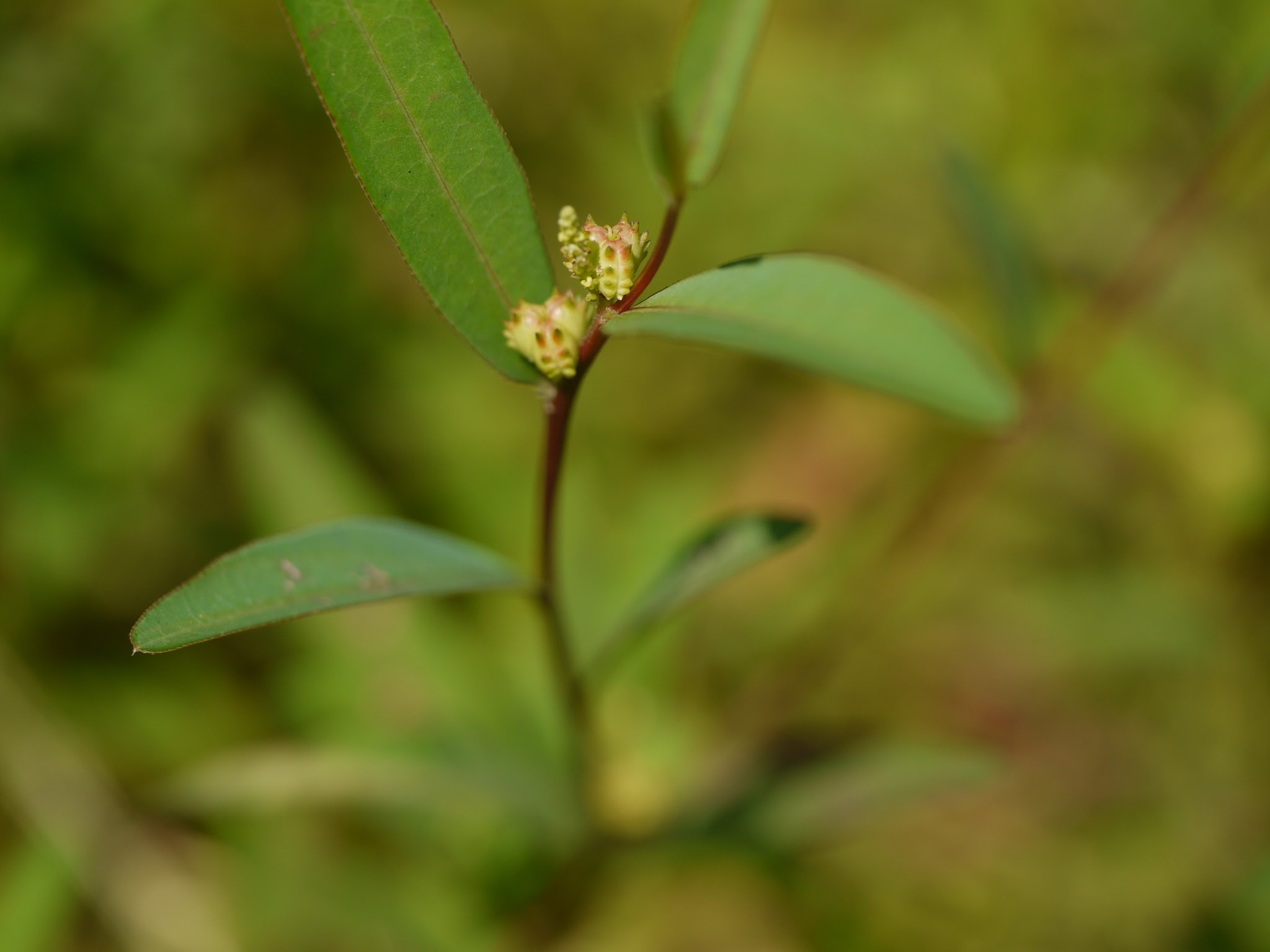 Microstachys chamaelea (L.) Müll.Arg.